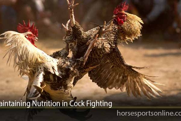 Maintaining Nutrition in Cock Fighting